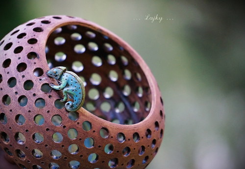 A kdepak bydlí chameleonek...? — foto 3