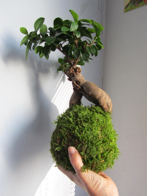 Kokedama fíkus — foto 2