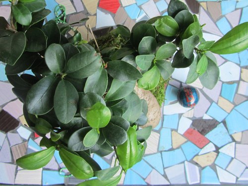 Kokedama fíkus — foto 3