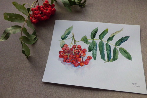 Jeřabiny. Akvarel 18x24cm. — foto 3