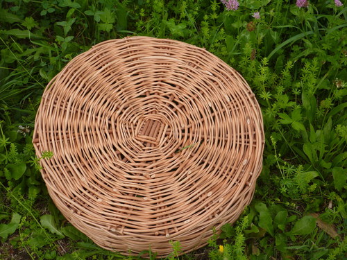 Ošatka kvočna — foto 2