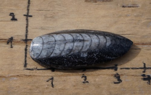 Orthoceras B2645 — foto 2