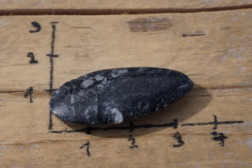 Orthoceras B2645 — foto 3