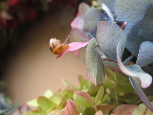 Luxusní hortenziový — foto 3