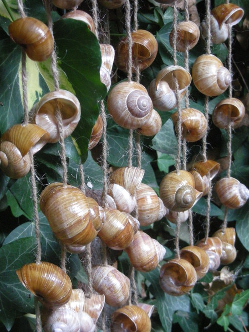 Větrohra přírodní — foto 2