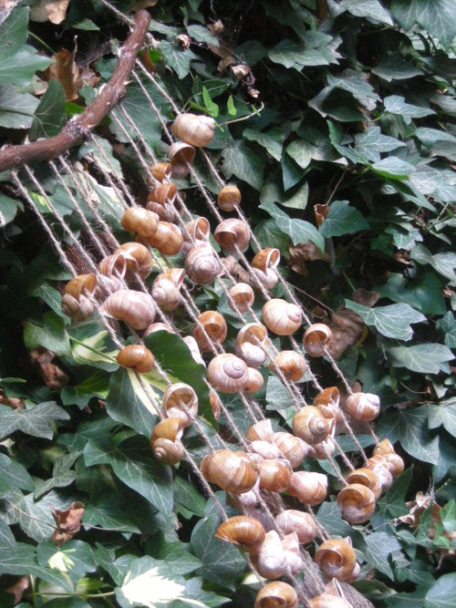 Větrohra přírodní — foto 3