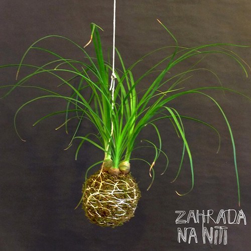 Kokedama nolina — foto 2
