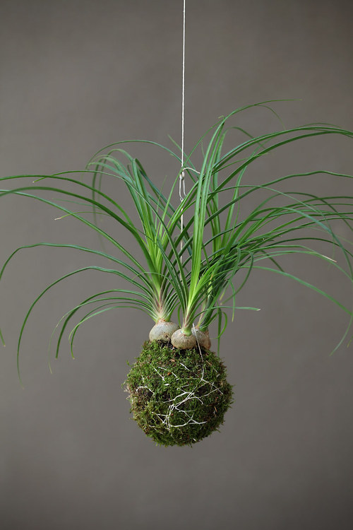 Kokedama nolina — foto 3