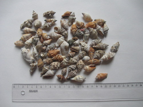 Směs mušliček — foto 2