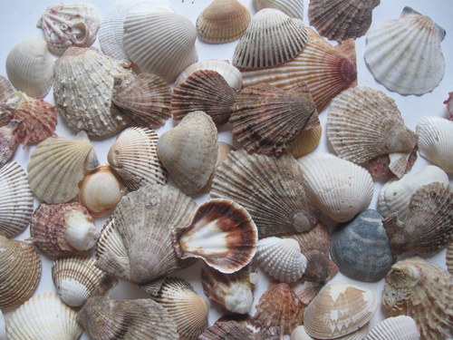 Směs mušlí — foto 2