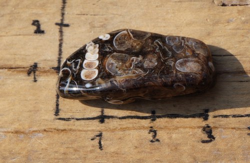 Turritella B2734 — foto 3