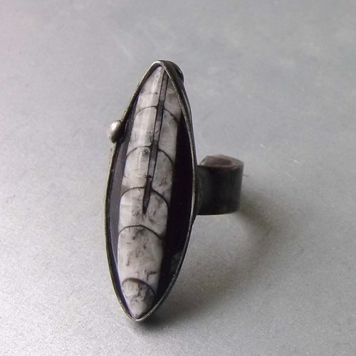 Minulost (ortoceras) — foto 2