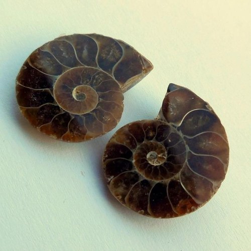 Amonit (fosílie) - pár 02 — foto 2