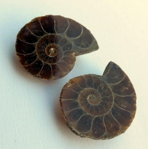 Amonit (fosílie) - pár 05 — foto 2