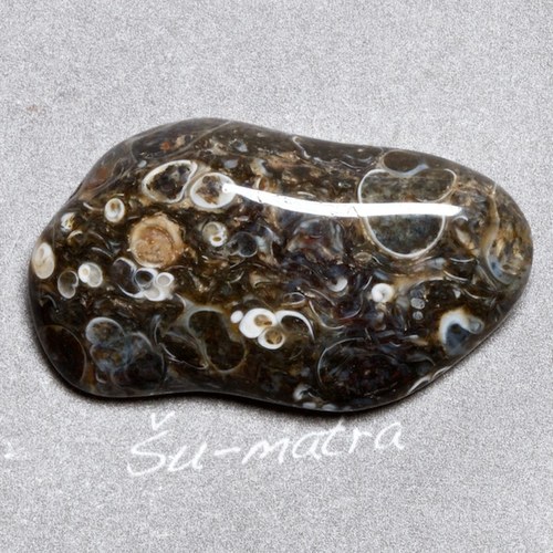 Turritella — foto 2