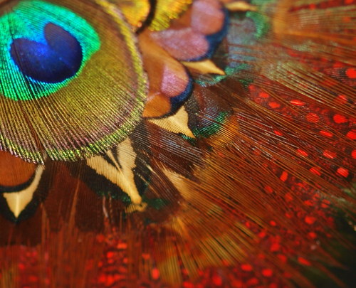Peacock Feather Necklace — foto 3