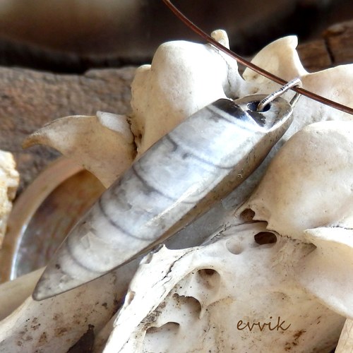 Exklusivní orthoceras — foto 2