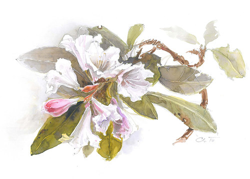 Přáníčko - Rhododendron 2 — foto 2