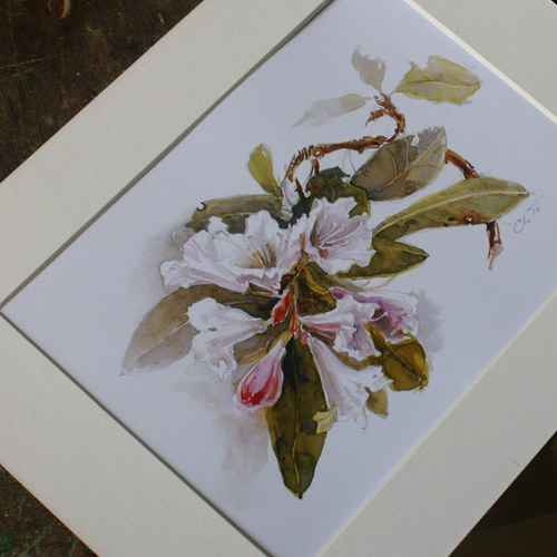 Rhododendron 2 - tisk A4 — foto 2