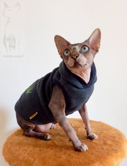 Svetr pro Sphynxí pohodáře:-)) — foto 2