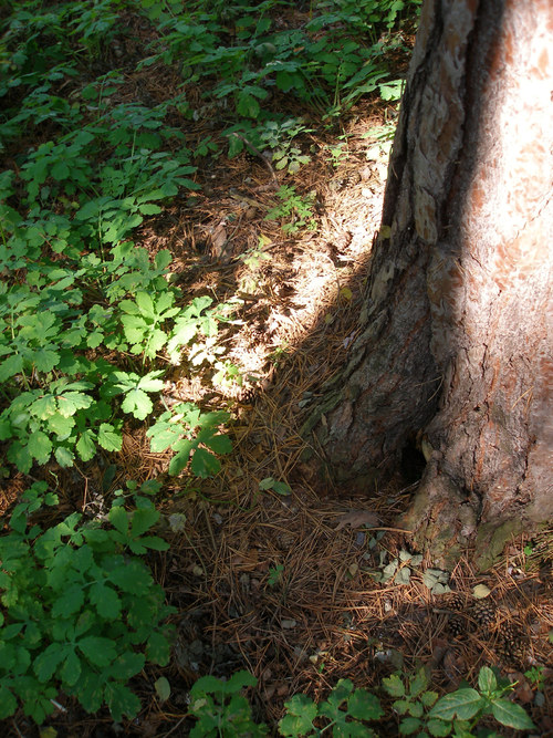 Zvonkohraní pro milou paní :) — foto 3
