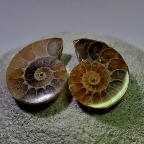 AMO1 - Amonit 26x22 mm — foto 2