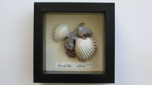 Andílek sloní — foto 5