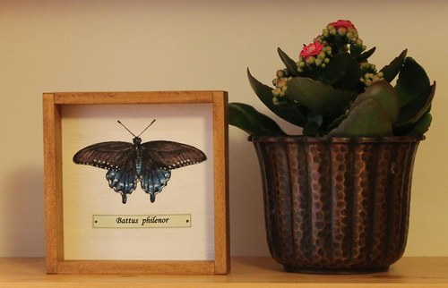 Battus philenor — foto 2