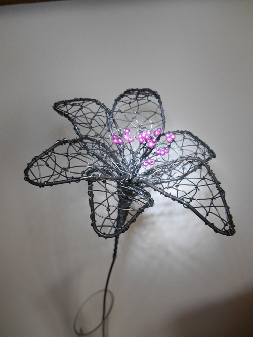 Drátovaná lilie — foto 6
