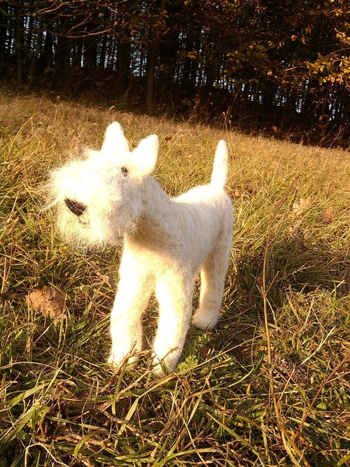 Cairn terrier Leon na objednávku — foto 2