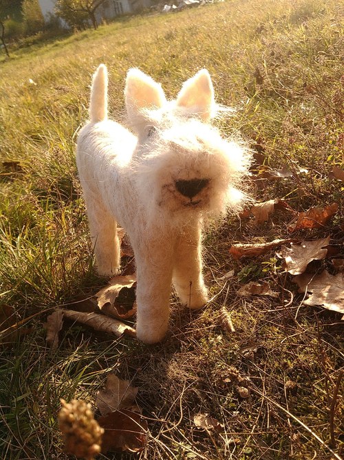 Cairn terrier Leon na objednávku — foto 3
