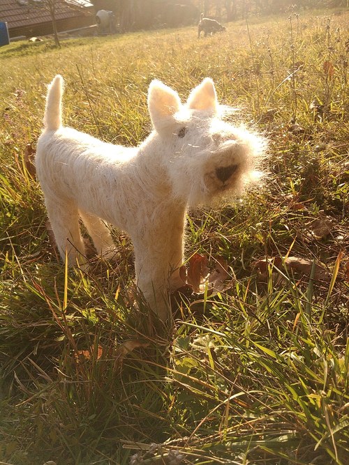 Cairn terrier Leon na objednávku — foto 4