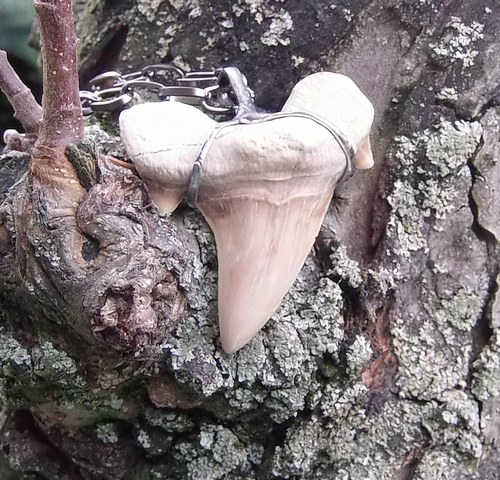 Žraločí zub 2. — foto 2