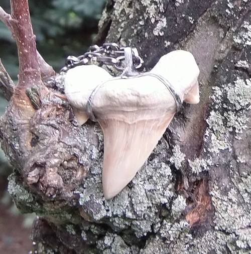 Žraločí zub 2. — foto 3