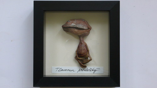 Tlamoun prostořeký — foto 4