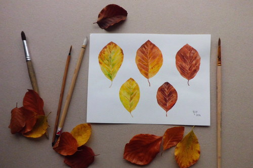 Fagus sylvatica. Akvarel. — foto 2