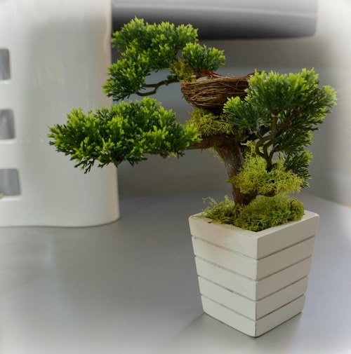 Bonsai s ptáčkem — foto 5