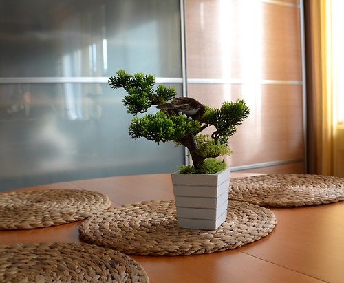 Bonsai s ptáčkem — foto 2
