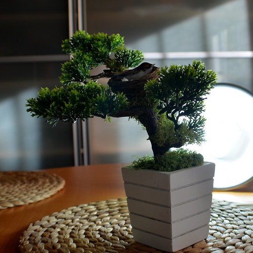 Bonsai s ptáčkem — foto 6