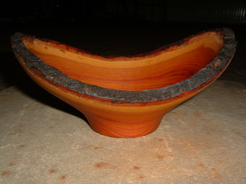 Kůrovka — foto 2
