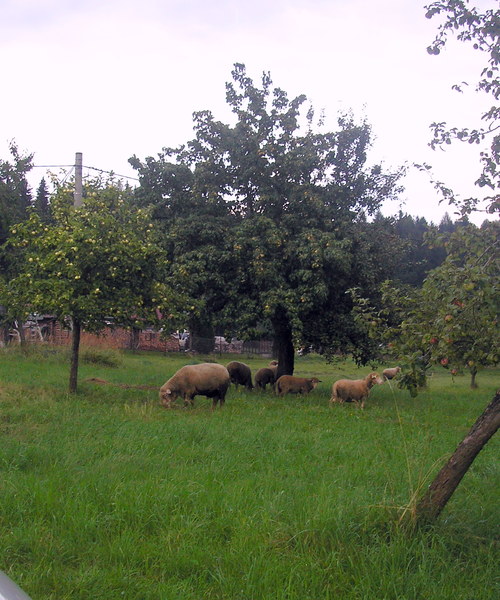 Pečený čaj - jablko s vanilkou — foto 3