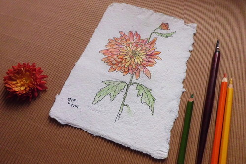 Chryzantéma. — foto 3
