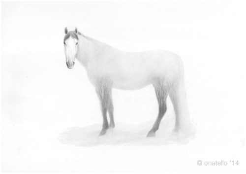 Equine Element - Storm — foto 2