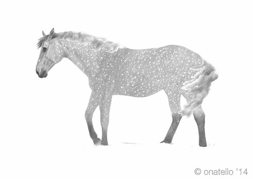 Equine Element - Star Sky — foto 4