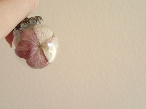 Hortensia II. — foto 4