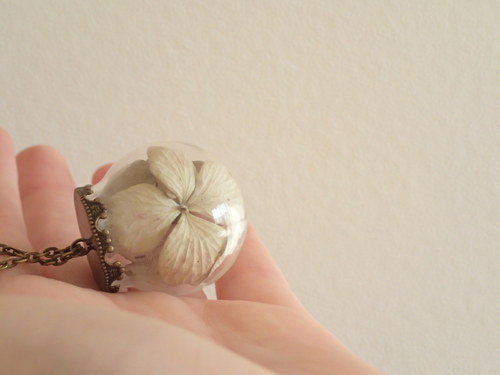 Hortensia II. — foto 6