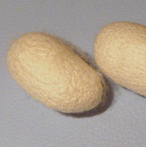 Hedvábné kokony — foto 2