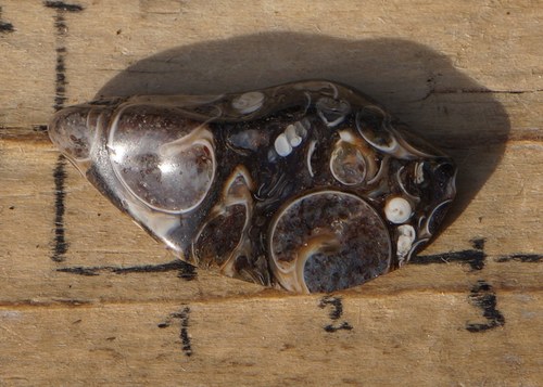 Turritella B4410 — foto 2