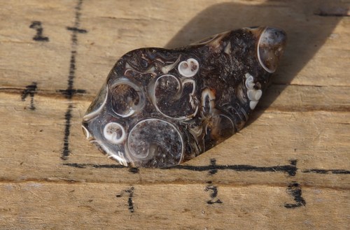 Turritella B4410 — foto 3