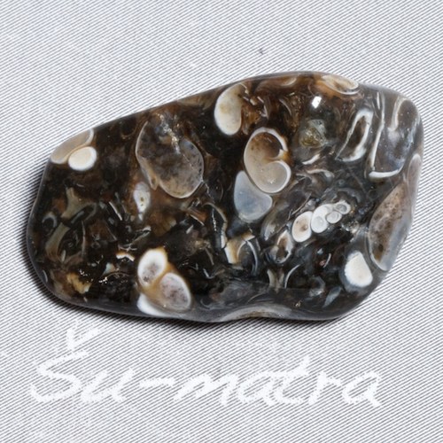 Turritella — foto 2